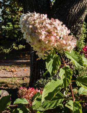 Hydrangea paniculata variety Magical Candle hydrangea with white pink flowers in October against the background of a thick oak tree trunk. Low angle view. clipart