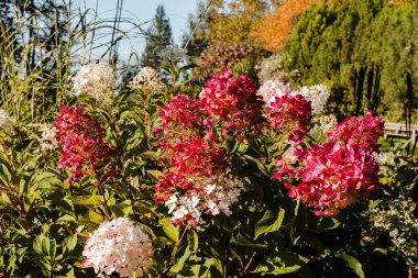 Ortanca Büyülü Ateş süsleme bitkisi dekoratif bahçe arka planında muhteşem koyu pembe çiçekler. Düşük açı görünümü.