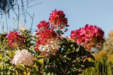 Hydrangea paniculata Magical Fire decorative plant with gorgeous dark pink flowers against a blue sky background. Low angle view. clipart