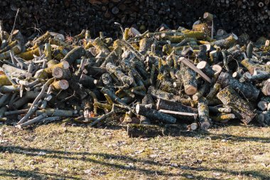 Sawn logs and branches, lying in a big pile on the ground, sunny spring day. clipart