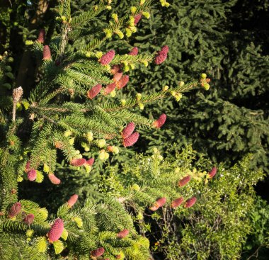 Güzel mor kozalaklı ladin dalları, doğal bulanık bahçe arka planında..