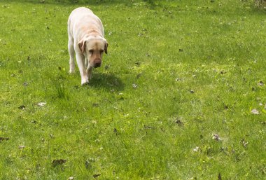 Sarı bir Labrador Retriever baharda bahçede yürüyor..