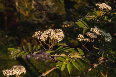 Mayıs ayında beyaz çiçekli Rowan dalları koyu yeşil arka planda, seçici bir odak noktası.