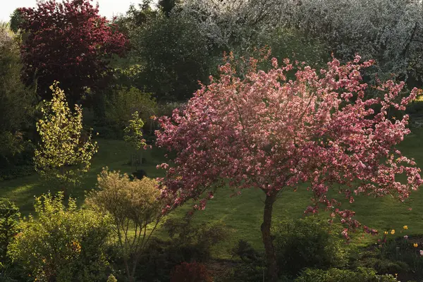 Baharda parlak pembe çiçeklerle süslenmiş güneş ışığıyla süslenmiş elma ağacı kırsaldaki bir parkta bir süs bahçesinde..