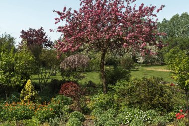 Baharda parlak pembe çiçeklerle süslenmiş güneş ışığıyla süslenmiş elma ağacı kırsaldaki bir parkta bir süs bahçesinde..
