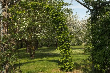 İki kemer arasından çiçek açmış bir kürek ağacına ve beyaz çiçeklerle elma ağaçlarına doğru bir manzara..