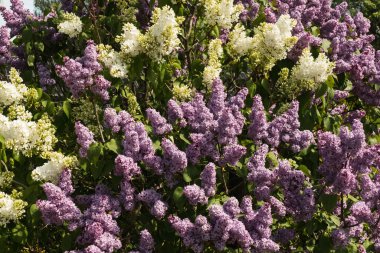 Lilac bushes with purple and white flowers, very abundant flowering, large flower clusters; sunny spring day. clipart