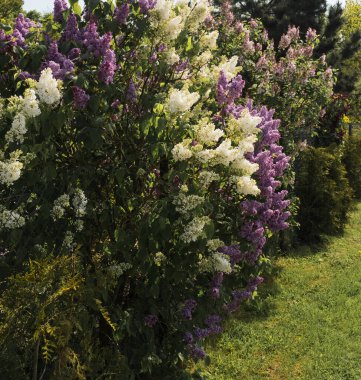 Lilac bushes with purple and white flowers, very abundant flowering, large flower clusters; sunny spring day. clipart