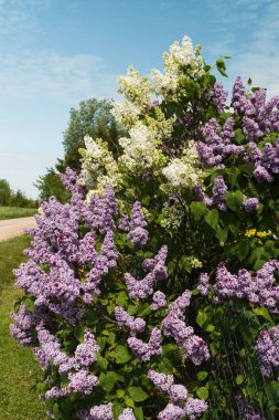 Lilac bushes with purple and white flowers, very abundant flowering, large flower clusters; sunny spring day. clipart