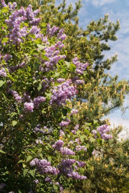 A lilac bush with purple flowers and behind it pine branches with young shoots. Blue sky in the background. clipart