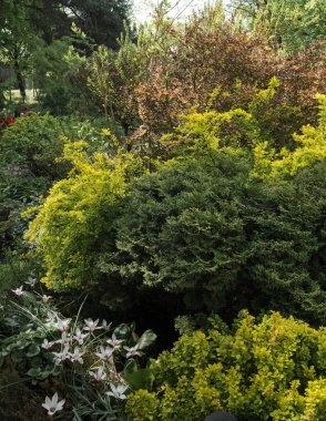 Süslü bir bahçede bahar manzarası, yapraklar çiçek açıyor ve açık yeşil ve sarı renkler hakim.