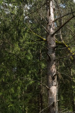 Ormanda ölü bir ağaç duruyor, çıplak dallar ve kabuklar bazı yerlerde soyuluyor; arka planda canlı ladin ağaçları; yüksek bir açıdan görüş.