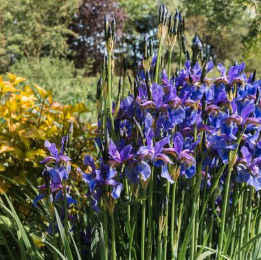 Bahçe bahçesindeki mavi süsen çiçekleri. Birçoğu tek bir yerde büyümüş. Bulanık doğal bahçe arka planı.