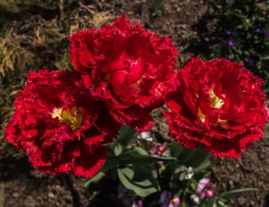 Üç parlak kırmızı lale başı, yukarıdan görüş, arka plan bulanık, doğal, koyu.