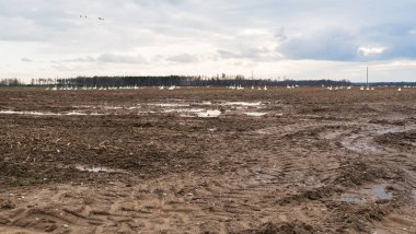Su birikintileri ile çamurlu alan, yakın çekiş lastik izleri, ötesinde beyaz kuğu sürüsü; bahar günü, yağmur bulutları.