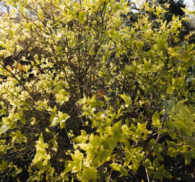 Background of green jasmine foliage in spring before flowering, illuminated by the sun. The Latin name is Philadelphus lemoine. clipart