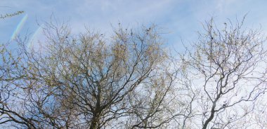 Corkscrew willow branches with fluttering leaves and a beautiful sky background, Latin name - Salix matsudana Tortuosa; low angle view. clipart