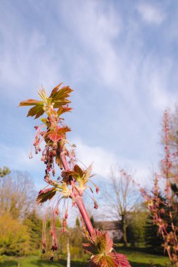 Yeni yapraklar ve tomurcuklara sahip akçaağaç dalı mavi gökyüzü arkaplanına karşı yakın plan; düşük bakış açısı.