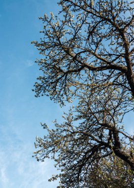 Büyük, eski erik ağaçlarının dalları mavi gökyüzü arka planına karşı çiçekli, düşük açılı.