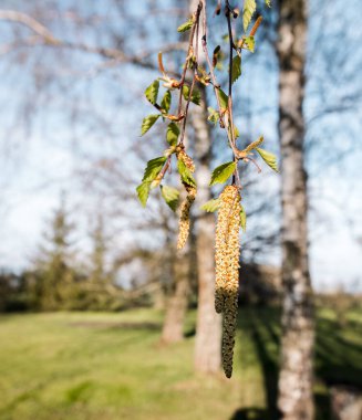 Güneşli bir bahar gününde bahçenin arka planında çiçek açan huş ağacı. Seçici odak, bulanık arkaplan.