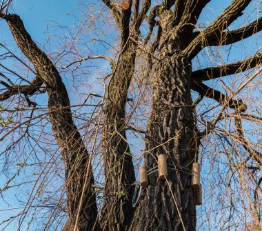 Şişman bir söğüt ağacının yanında tırmanma alanı ve bagaj; kablo hattı turuna erişim noktası