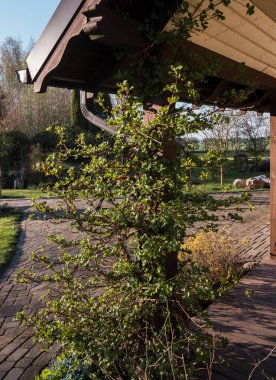 Hydrangea petiolaris, mayıs ayında yeşil bir bitki, terasta ahşap bir direğin etrafında dönüyor ve çatıya çıkıyor.;