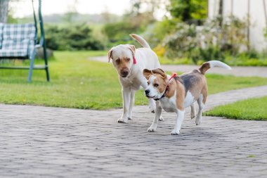 İki köpek oynuyor, altın labrador ve küçük av köpeği, seçici odaklı, bulanık arkaplan.