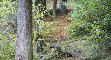 Doğa fotoğrafı, patikanın yanındaki ormanda eski ağaç kütükleri, her yeri bulanık olan kütükler üzerine seçici bir odaklanma..