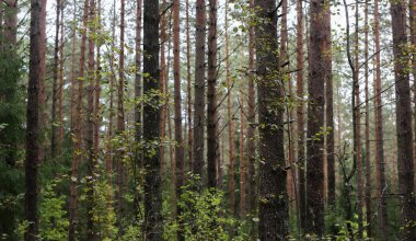 Doğa fotoğrafı, dallarında yapraklar olan küçük çalılar ladin orman gövdelerinin bulanık arka planına karşı; seçici odak, her yerde bulanık.