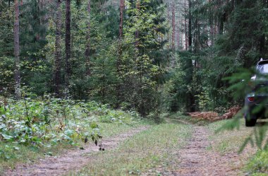 Doğa fotoğrafı, ladin ve karışık yaprak döken orman, ormana giden yol ve yolun kenarındaki araba; seçici bir odak noktası..