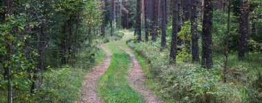 Çam ormanı ve uzun ince ağaç gövdeleri içinden geçen boş kumlu yol; bulutlu gün; seçici odak ortasında, her yerde bulanık.