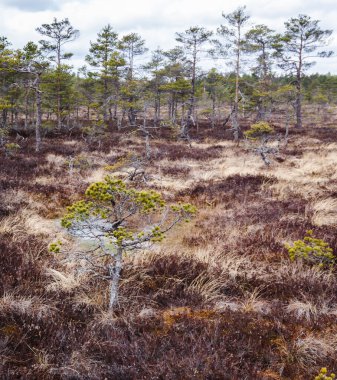 En nemli yerde, küçük bir çam ağacının büyümek için çabaladığı bataklık, kahverengi çimenli bir bölgenin doğal görüntüsü..
