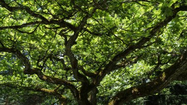Bir meşe ağacının dalları başınızın üzerinde geniş bir taç oluşturur ve yapraklar o kadar yoğundur ki içinden gökyüzünü göremezsiniz. Aşağıdan görüntüle.