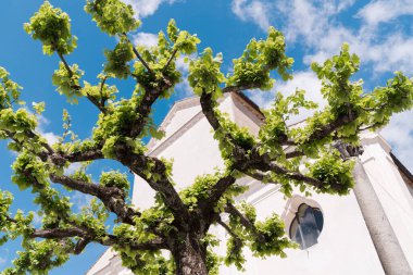 Ravello, İtalya - 27 Nisan 2025: Ağaç gövdesinin altından ve gökyüzüne karşı dallar. Baharda Ravello Katedrali ve Duomo Kilisesi yakınlarında. Villa Rufolo 'nun yanında..