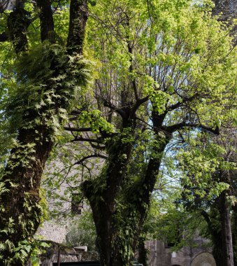 Ravello, İtalya - 27 Nisan 2025: Eğrelti otları ve yosunlarla kaplı büyük yaşlı ağaçlar. Düşük açı. Villa Rufolo 'da..