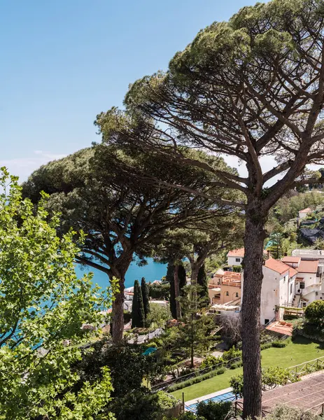 Ravello, İtalya - 27 Nisan 2025: Villa Rufolo bahçesindeki büyük çam ağaçları, Ravello kasabasındaki Amalfi Sahili 'ndeki yamaçtan aşağı bakıyor..