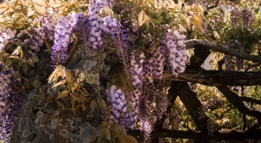 Ravello, İtalya - 27 Nisan 2025: Wisteria çiçekleri Villa Rufolo 'nun terasında tavan çerçevesinden sarkıyor. Amalfi Sahili, Ravello Kasabası.