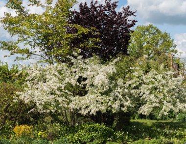 Baharda beyaz çiçeklerle dolu süslemeli elma ağacı olan bahçe bölümü. Arka planda frenk üzümü çalısı ve kahverengi yapraklı ela. Çavuşun yaban elması, sonbaharda sarı meyveler.