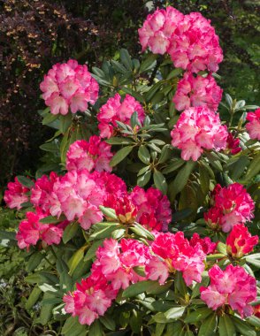 Dallardaki ahududu kırmızısı rhododendron çiçekleri, seçici odak