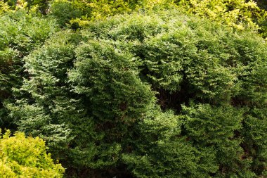 Soyut yeşil arka plan ve thuja dalları; güneş ışığı ve gölgeli alanlar. Dokulu Efekt. Kırık.