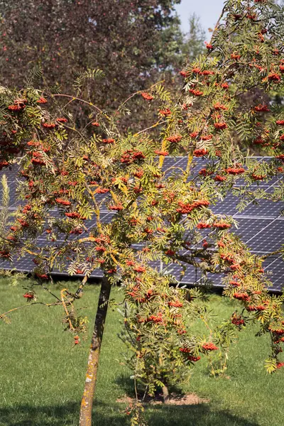 Sorbus aria 'Lutescens' rowan Eylül ayında bahçesinde portakal meyveleriyle.