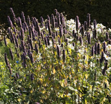 Çiçek tarlasında uzun saplı mor çiçek başakları; Agastache Kara Yılan. Seçici odaklanma. Bulanık.
