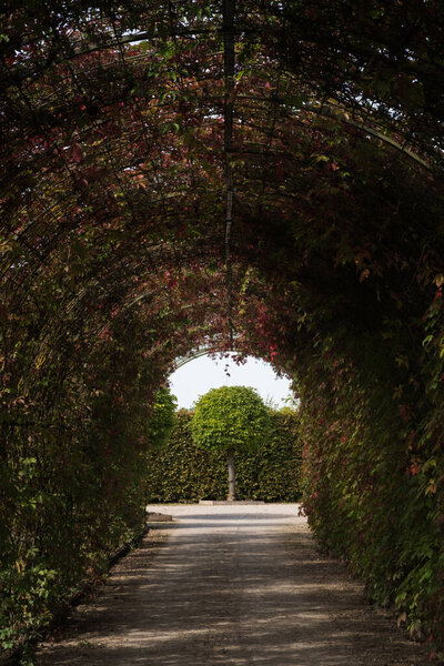 Rundale Palace Park in Latvia. A green tunnel in September created by a pergola in the park of Rundale Palace. A tree at the end of the tunnel.