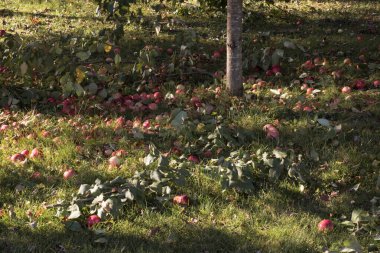 Elma ağacının altındaki çimenlere güçlü bir rüzgârın ardından elmalar ve dallar düştü..