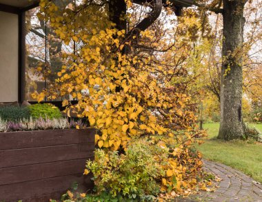 Tırmanan bir ortanca - Sonbaharda, Kasım ayında parlak sarı yapraklı ortancalar, bir terasta ahşap bir direğin etrafına dolanır..