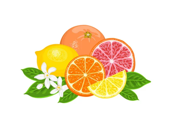 Kupa Owoców Cytrusowych Pomarańczowy Cytrynowy Grejpfrutowy Izolowany Białym Tle Ilustracja — Wektor stockowy