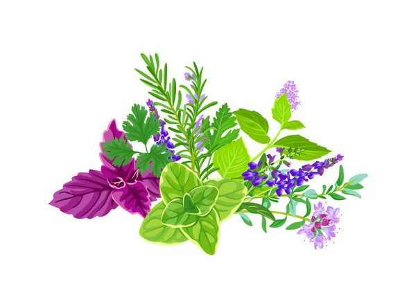Verse Aromatische Kruiden Specerijen Geïsoleerd Witte Achtergrond Vector Cartoon Illustratie — Stockvector
