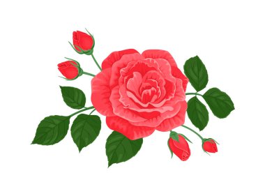 Beautiful red rose isolated on white background. Vector cartoon illustration of flower and buds. Element for greeting card design.