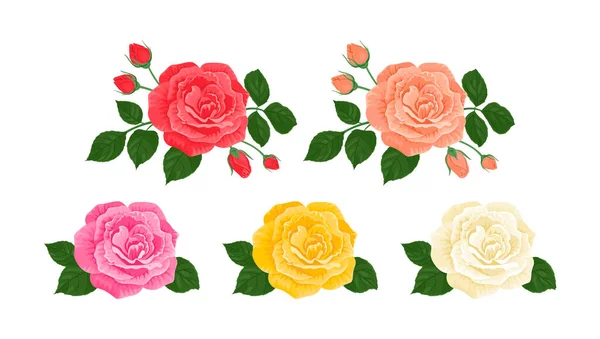 Rose Flowers Set Beautiful Roses Different Colors Red White Pink — Stockvektor