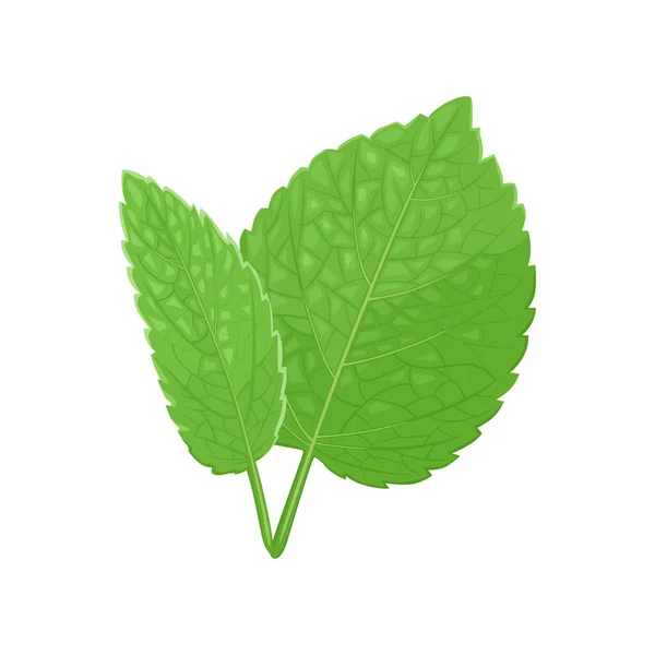 Melissa Dan Iki Yaprak Beyaza Izole Edilmiş Nane Yeşil Bitkilerin — Stok Vektör